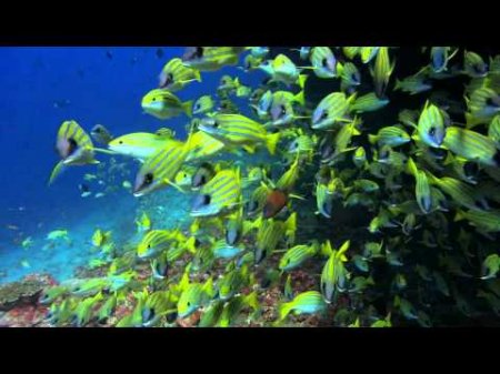Видео обои - Желтые рыбки