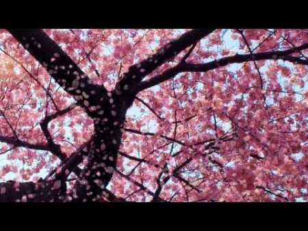 Видео обои - Вишневое дерево