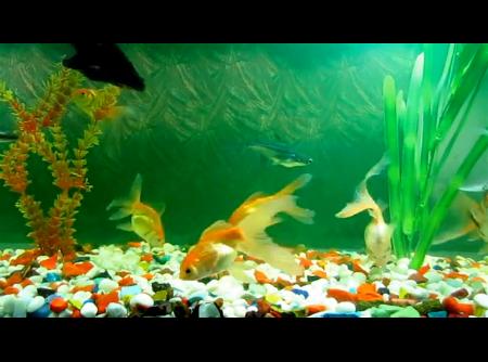 Видео обои - настоящий аквариум с рыбками
