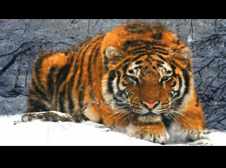 Видео обои - Снежный тигр