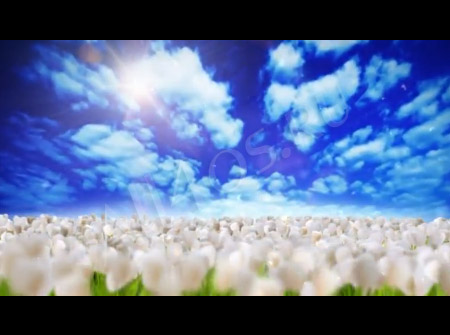 Видео обои - Поле белых тюльпанов